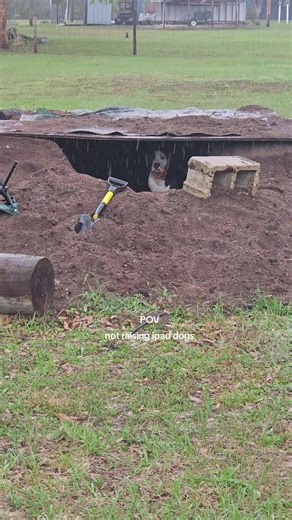 the dogs yearn for the mines ⚒️ | not raising ipad kids