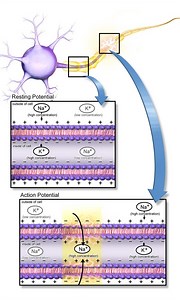 Mechanism of anoxic depolarization in the brain - Alchetron, the free social encyclopedia