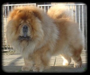 Chow Chow dog exercise needs guide - Barkercise