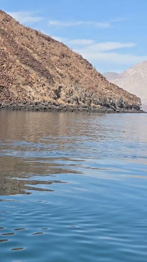 Delfines a la vista... así es Bahía de los Ángeles... con Ricardos Beach Ricardo's Diving Tours | BC Noticias