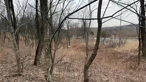 7.5K views · 107 reactions | Training Tip Video: In this video, a seasoned veteran dog , Ch Attitude's True Grit, successfully hunts out, finds, and points a woodcock The young puppy is brought in on a leash, at an angle where he will be able to see, and hopefully scent the bird A few contacts like this, and the pup will be hunting on his own! #woodcock #midnightkennelwildbirds #proplansportingdogs #englishsetter #midnightkenneltrainingtips #germanshorthairpointer | Midnight Kennel | Facebook