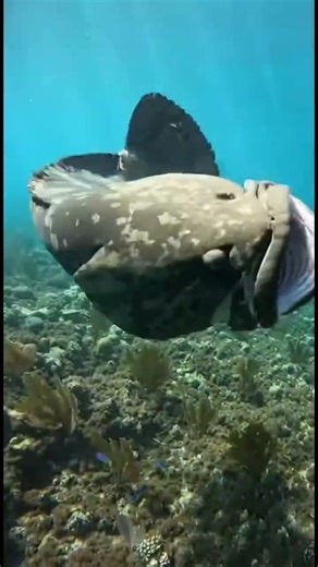 🌊 What Was Just Discovered in the Ocean 😳