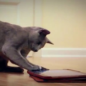 652 reactions · 119 shares | A perfect game to chill and relax after a long day! Play Fishdom! | Fishdom | Facebook