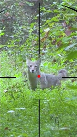 Wolf Hunting | Caccia al lupo | Wolfsjagd | Chasse au loup