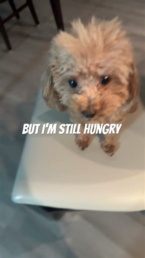 #memes #cute #puppy #pets #funny