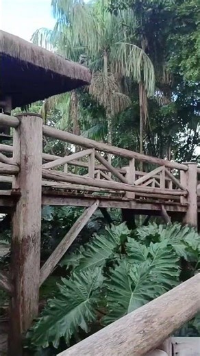 🌿 Passarela de Madeira no Mangal das Garças | Caminhando entre árvores da Amazônia 🦜