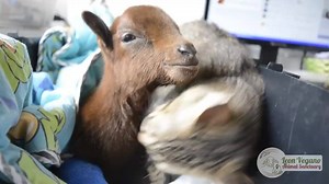 Cat loves the goat and it's adorable! | Broadcast Viral Animals