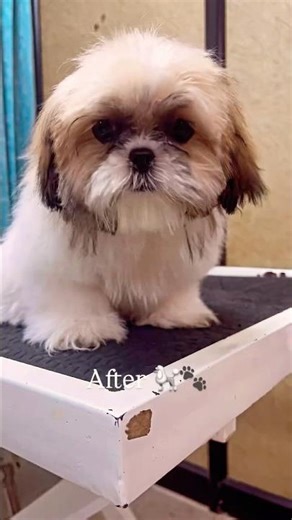 Splish splash, taking a bath! 🛁 #dora #youtubeshorts #doglife #dogshorts #transformation