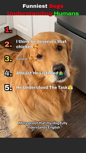 Ranking best dogs understanding humans