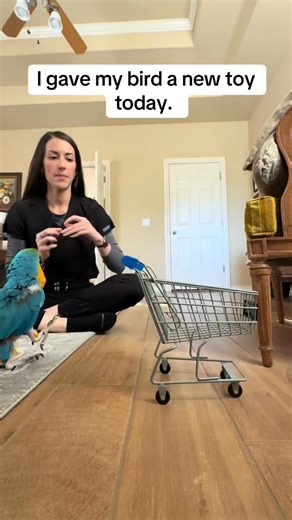 1.3K views · 21 reactions | He loves to learn, and I love watching him learn. Louie learns new tricks quickly. He played with this for only a few minutes before figuring out what I wanted him to do with it. Trick training may seem silly, but it strengthens our bond and keeps Louie’s mind working when captivity can be otherwise monotonous. #exoticpets #creatorsearchinsights #parrot #macaw #pettricks #rescued #adoptdontshop | Nioplucksgiven | Facebook