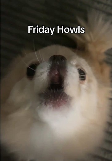 The Daily Howl on TikTok