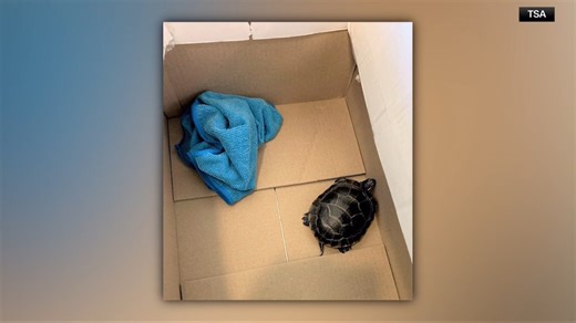4.3K views · 13 reactions | Pennsylvania man hides a live turtle where? | WRGB CBS 6 News, Albany | Facebook