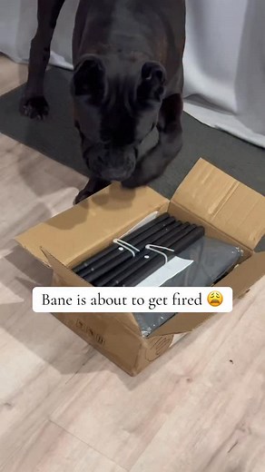 605 reactions · 14 shares | My dog as a brand ambassador  #RaisingBigDogs #Largebreed #canecorso #Banethedog | Raising Bane | Facebook