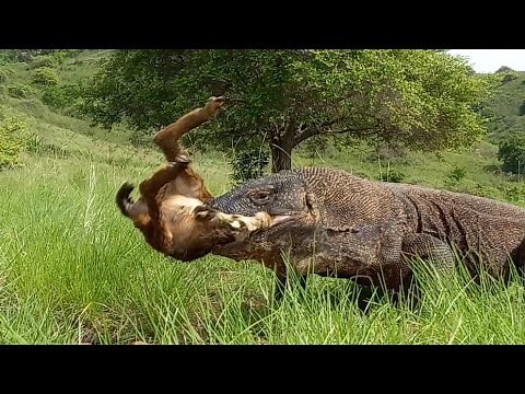 Komodo dragon hunting strategy slow but sure.