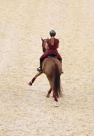 Rosewood in CDI Dressage Action