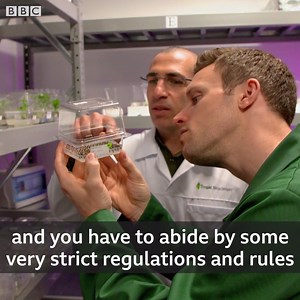 How can we grow coffee which is naturally decaffeinated? | BBC Future