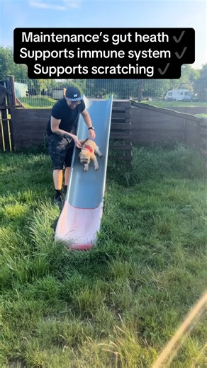 Rolo The Pomapoo on TikTok