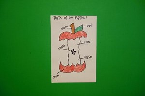 Let's Draw The Parts of an Apple!