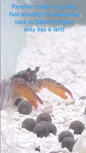 Down to the last 6 panther crabs! Fully aquatic freshwater crab!