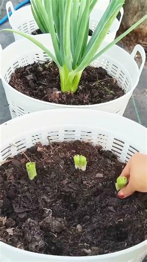 smart tips for growing spring onions #farming #shorts