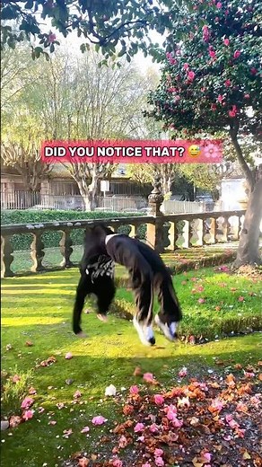 Acro Dance Challenge 🤸‍♀️✨ TikTok Meets Acrobatics Moves