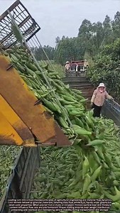 Scientific Principles of Loading Corn into Transport Trucks