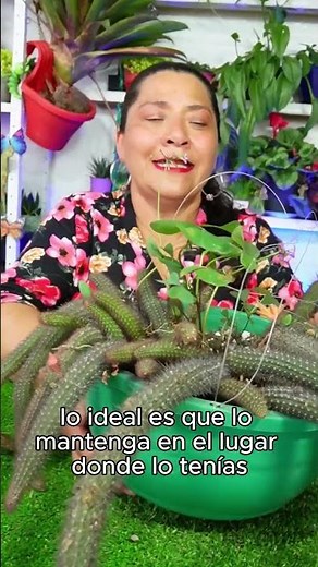 Problems of moving cacti and how to solve them