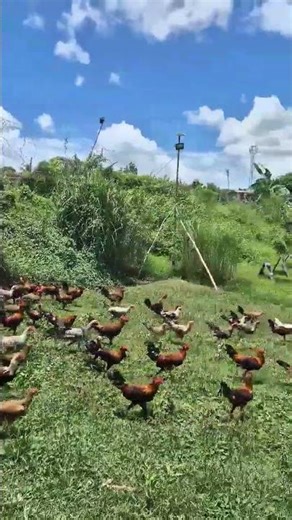 #goodmorning #goodvibes #farming #manokan