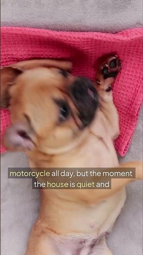 The reason why French Bulldogs don’t sleep 😴🥱💤 #frenchbulldog #frenchie #bedtime #puppies