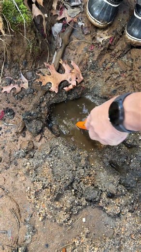 Pinpointer en acción marca Dmyond de Amazon #metaldetecting #metaldetector