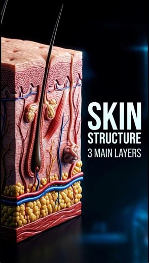 Skin Structure - 3 Layers | Epidermis Dermis Hypodermis | Nursing Anatomy