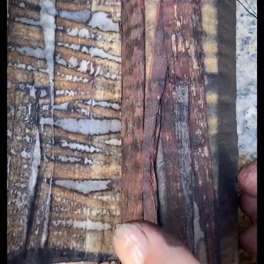 Hello bark! Botanical contact print of eucalyptus bark, that happily rains down over my studio once a year in Summer. I collect the shed bark and store it. Love to print it, but I also pop some into my dye pot for a rich tannin dye bath. And yes, have made a botanical bark too! Bark ecoprint on 300gsm 100% cotton rag watercolour paper. | Paper Cloth Studio