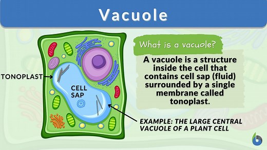 Vacuole - Definition and Examples - Biology Online Dictionary