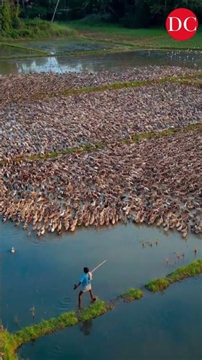 Indian Runner Ducks Promoting Sustainable Agriculture And Duck Farming in Thrissur