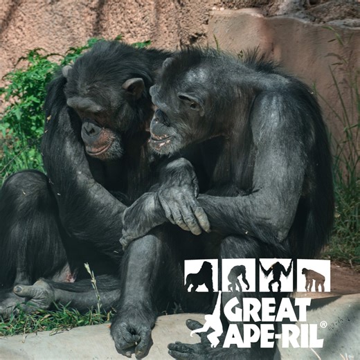 ABQ BioPark begins month long great ape celebration