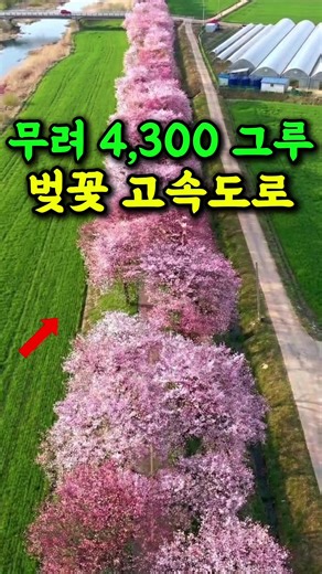 충북 벚꽃 고속도로: 시니어를 위한 걷기 여행지