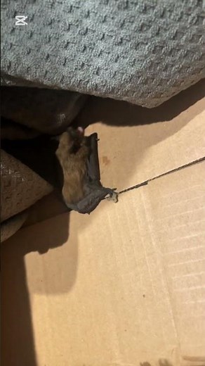 A little brown bat #wildlife