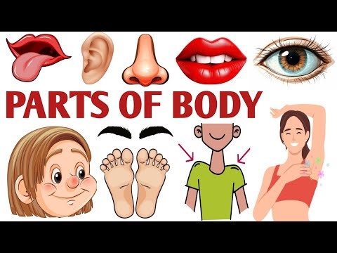 Body Parts | Body Parts For Kids | Body Parts For LKG Kids | Pre-Primary Learning | Sensory Organs