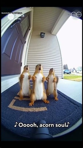 New acorn All-Star smash hits #shorts #chipmunks #funnyanimals