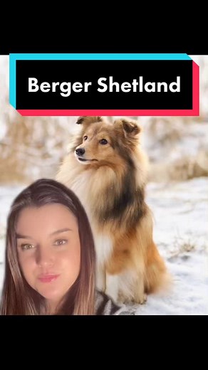 Découvrez le Berger Shetland : Compagnon idéal