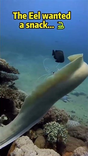 INSTANT JUSTICE! 😱 Grouper Saves Shrimp from Eel! 🦸‍♂️ #shorts #nature #ocean
