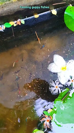 feeding guppy fishes and growth #aquarium #aquascape #fishkeeping #shortsfeed