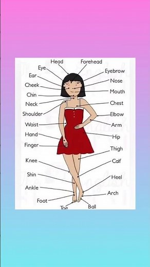 parts of the body👌👌, organs function, human body system