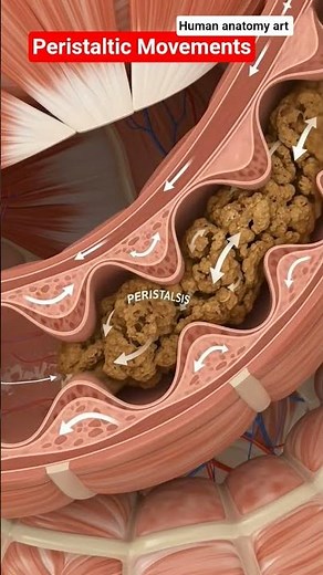 Peristaltic Movements|Human anatomy art