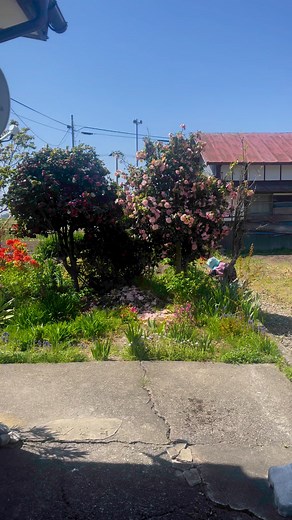 1M views · 10K reactions | Vườn nhà cụ bà japan hơn 90 tuổi 殺 | Sanpei Thuỳ Anh | Facebook