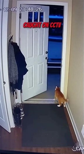 Unbelievable Cat CCTV Moment