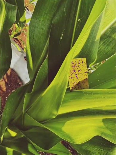 Aplicación en cultivo de maíz CPSI