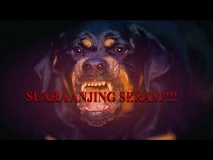 SUARA ANJING MENGGONGGONG | 30 Menit
