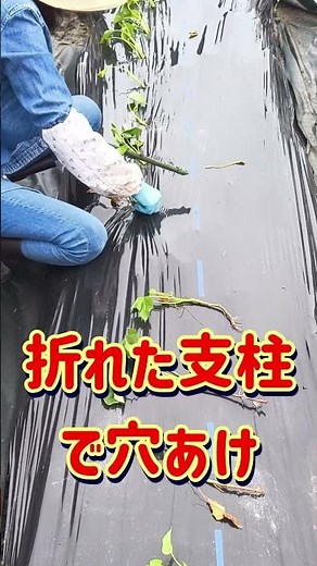 サツマイモの苗を植えた #サツマイモ #定植 #育て方 #栽培 #紅はるか