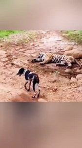 The clashes between predator and prey #Wildlife #PredatorVsPrey #Nature #Savanna #WildAnimals #AnimalConflict #Survival #Hunting #AnimalBattle | Animal Life